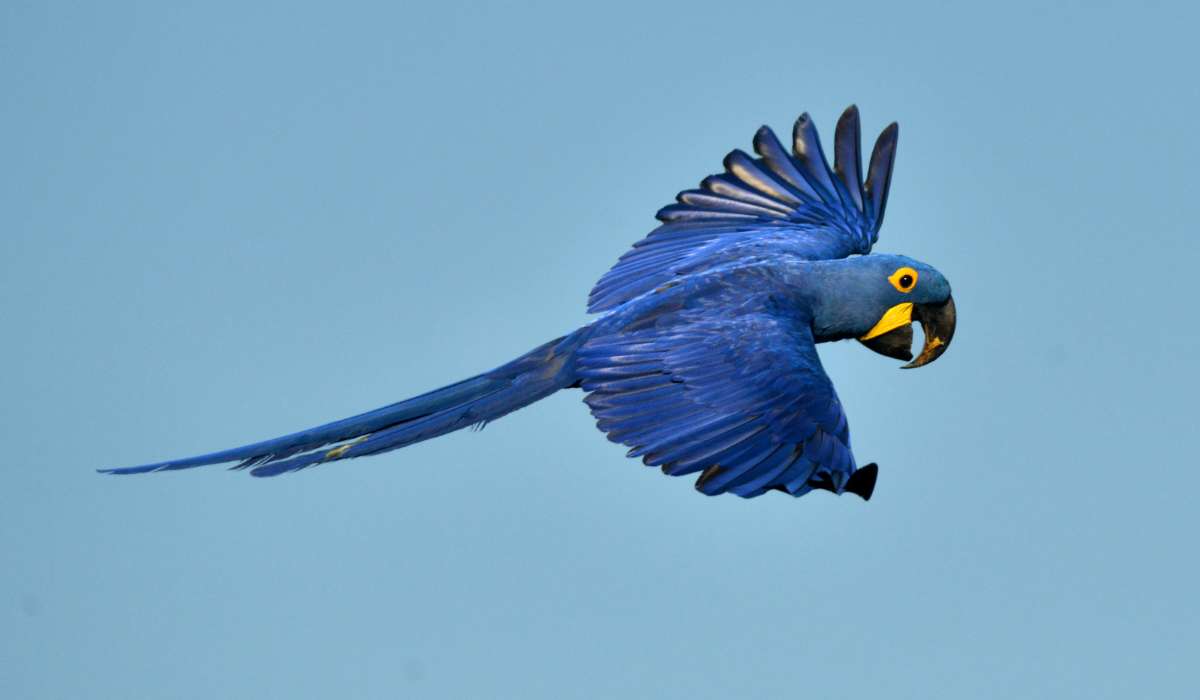 Un concurso de fotografía para promover el cuidado de la biodiversidad amazónica