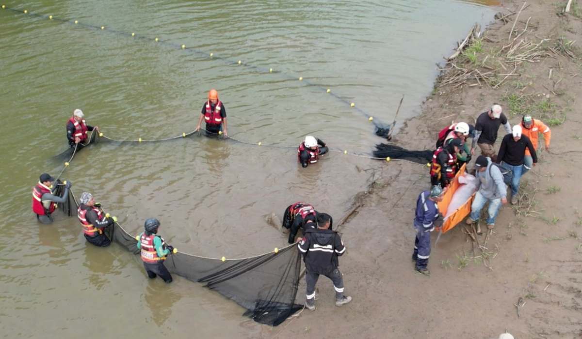 Rescatan a 27 bufeos que quedaron aislados en un área de influencia del Río Grande