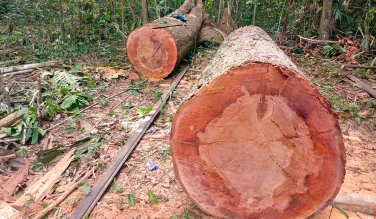 Selva en fuga: el tráfico de madera que devora los bosques bolivianos