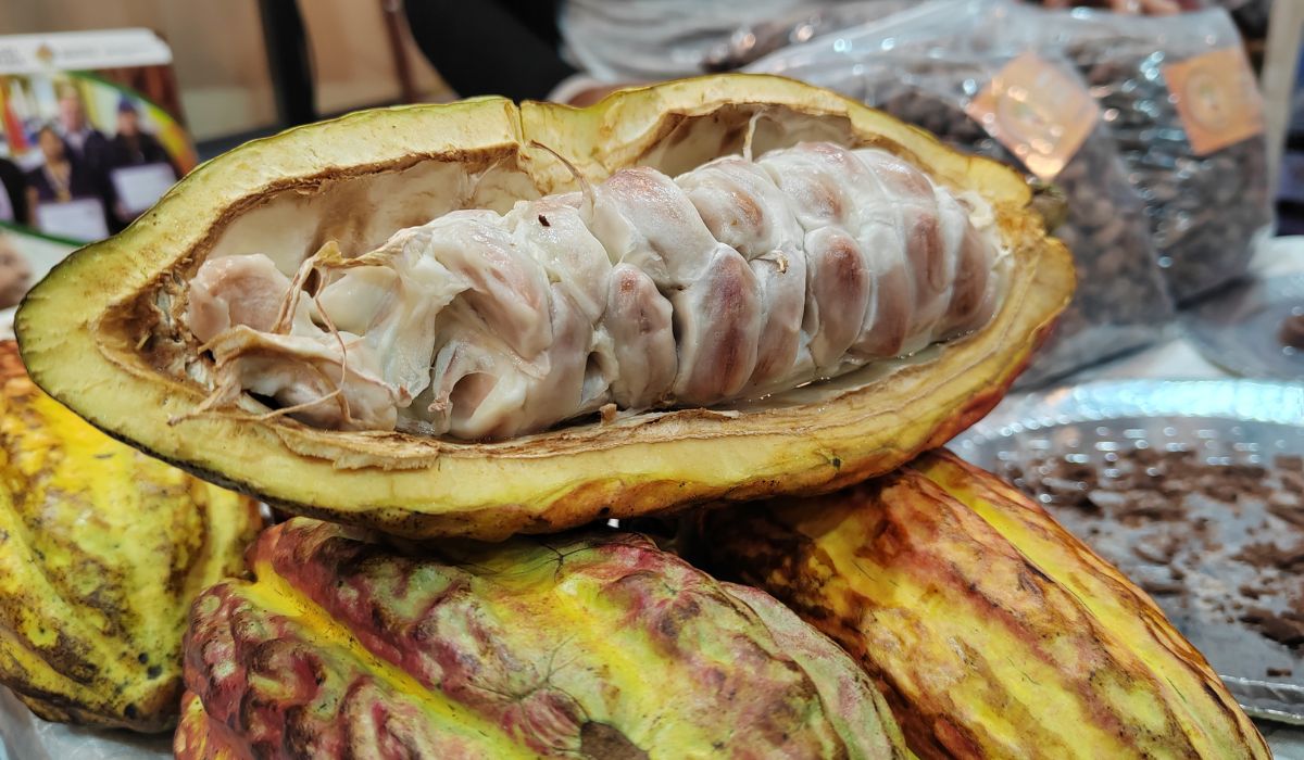 Del bosque a la taza: el desafío de hacer sostenible la producción de cacao en Bolivia