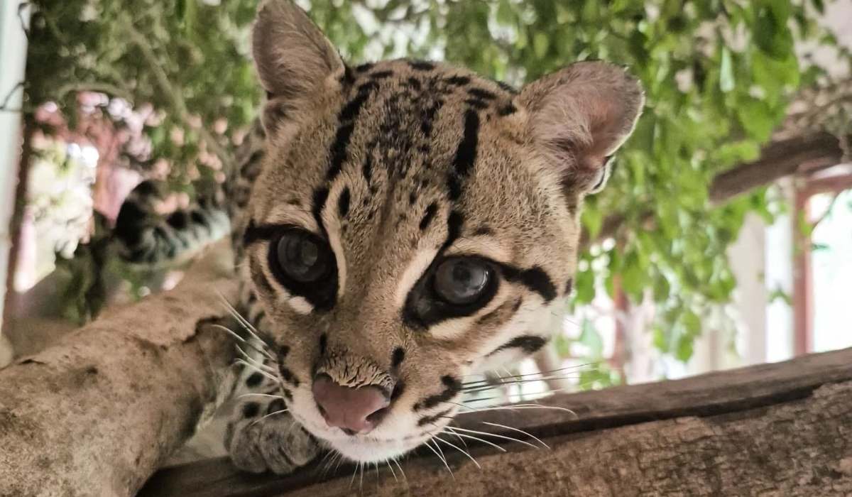Dana fue víctima del mascotismo, perdió la conexión con la selva y no podrá volver a su hábitat