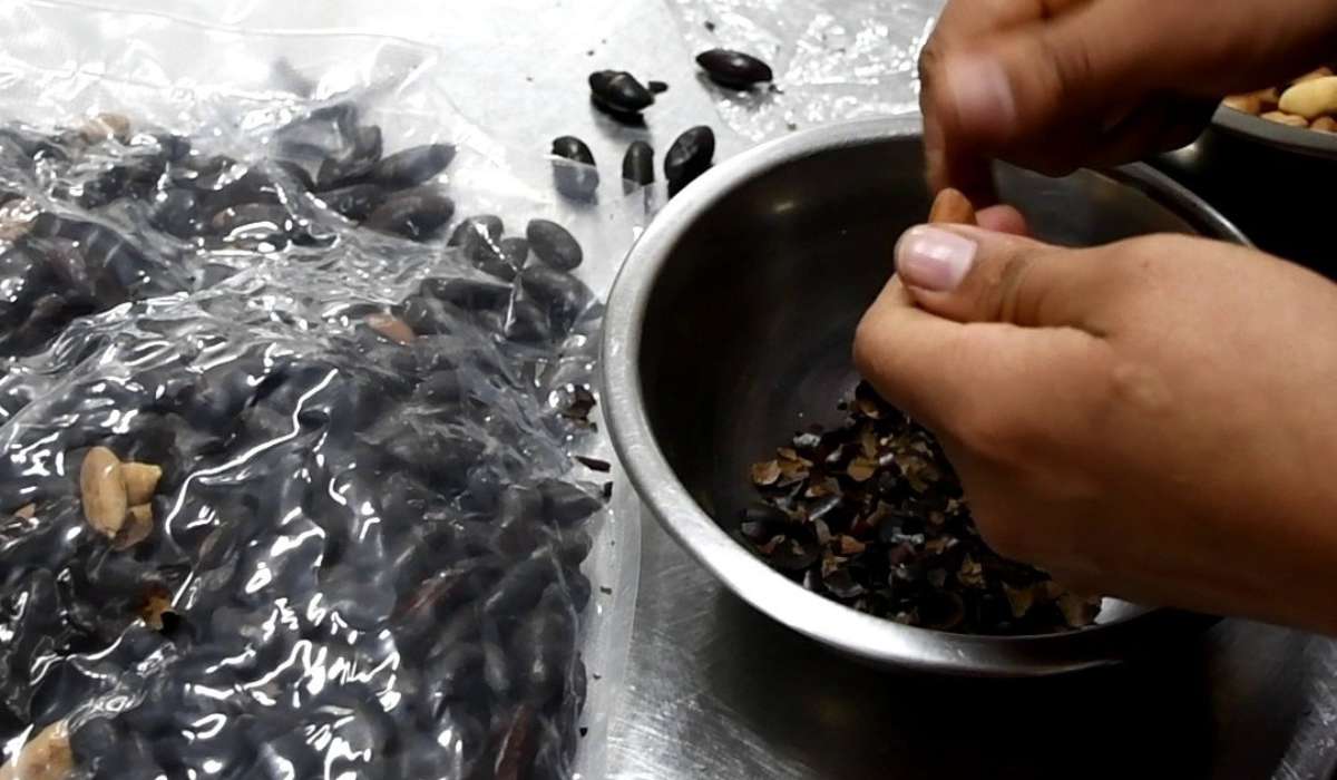 Un encuentro culinario para revalorizar la almendra chiquitana como patrimonio alimentario vivo