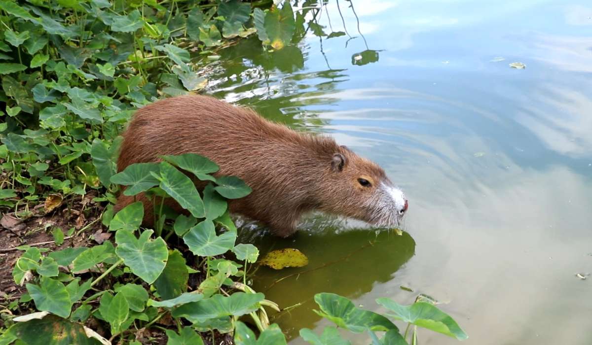 Una capiguara fue rescatada del mascotismo y reubicada en un entorno natural