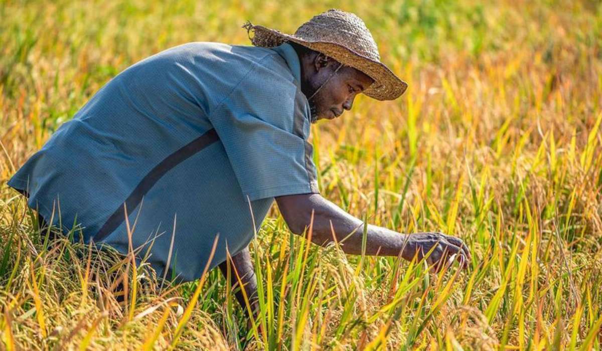 El calor extremo afecta la productividad y provoca diversos trastornos de salud
