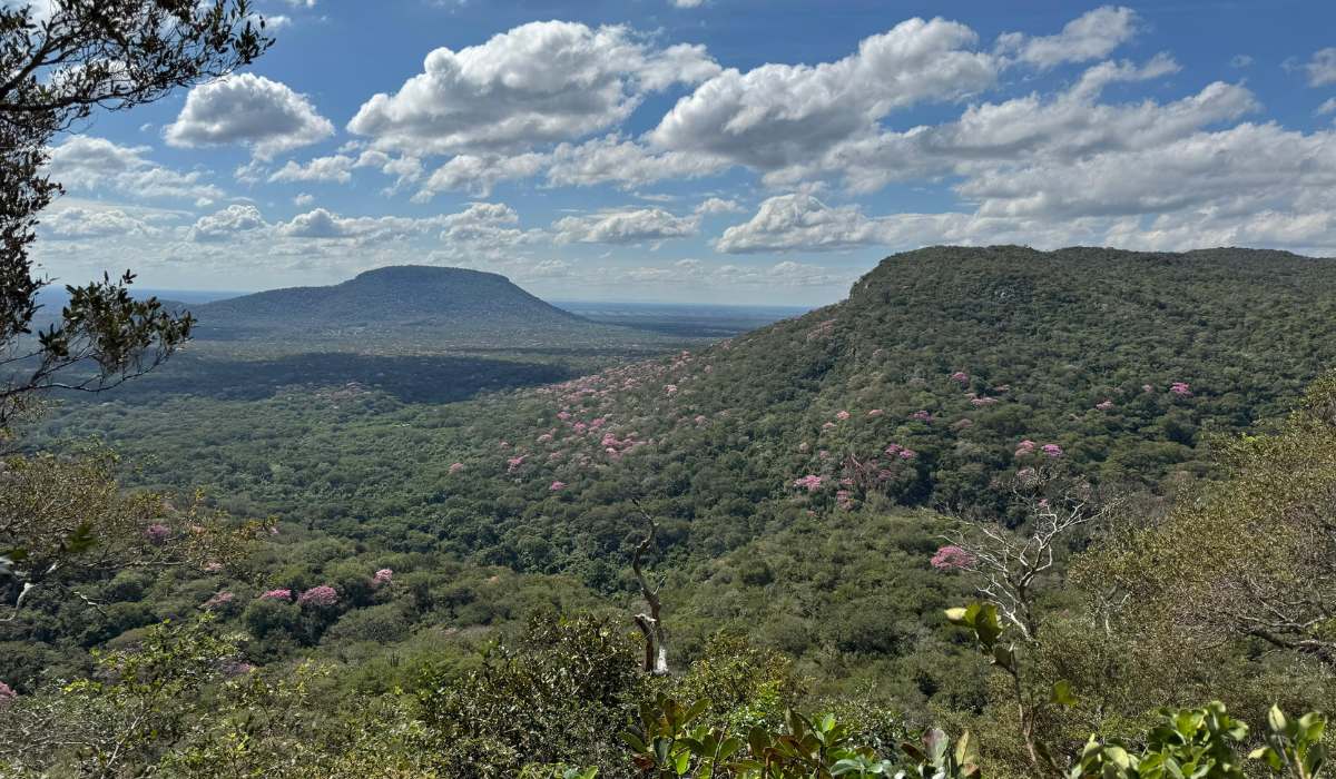 Santa Cruz celebra su primer Día Departamental del Bosque Seco Chiquitano