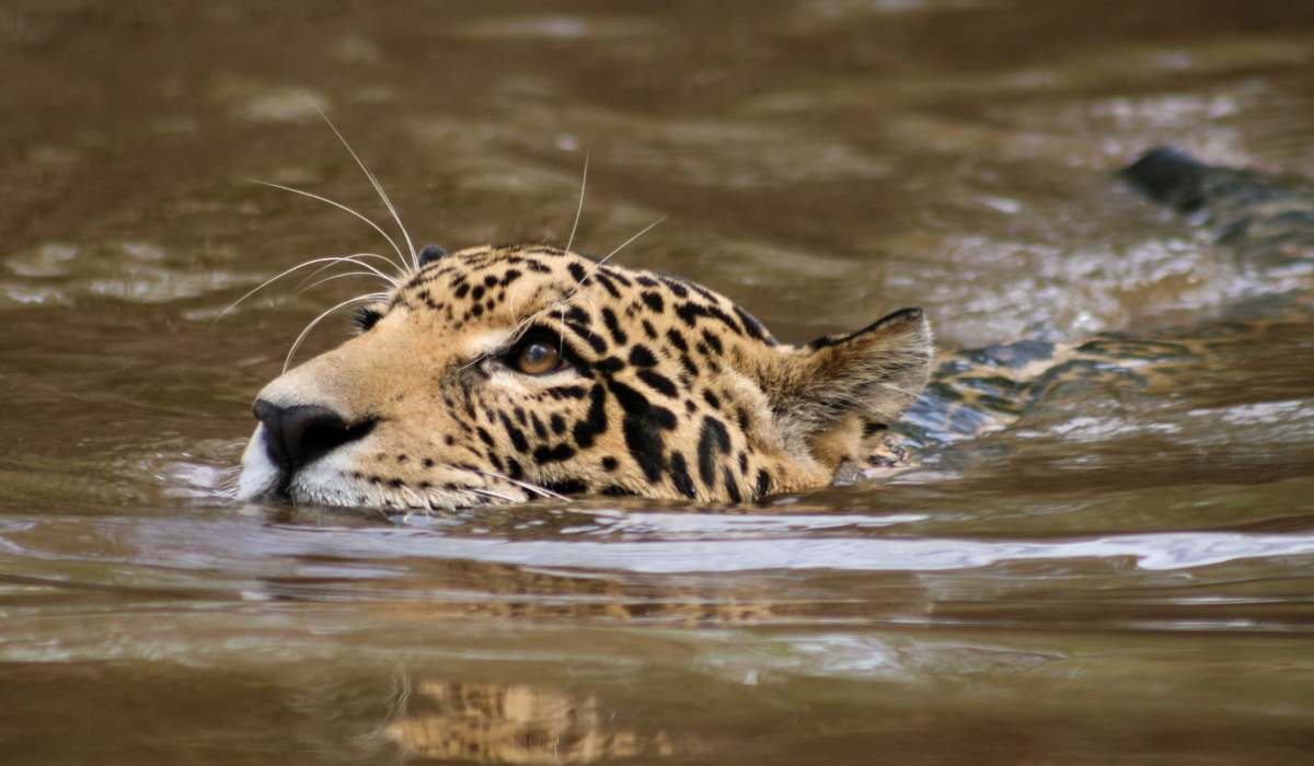 Tráfico, incendios e impunidad: Bolivia no logra proteger al jaguar más allá del papel