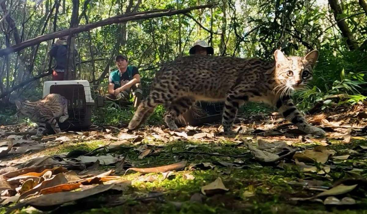 Dos tigrillos y tres zorros retornan al bosque: sufrieron por los incendios de 2024, están recuperados