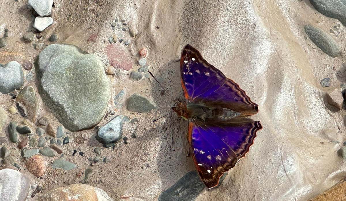 Senado aprueba proyecto que eleva a rango de ley la creación de 15 áreas protegidas en Bolivia