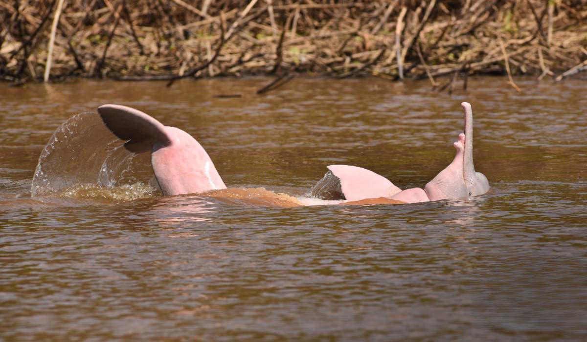 Estas son las imágenes premiadas por su aporte a la conservación y protección de la biodiversidad