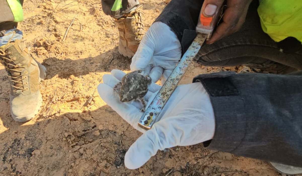 Operativo de rescate y atención veterinaria de fauna silvestre en Ñembi Guasu