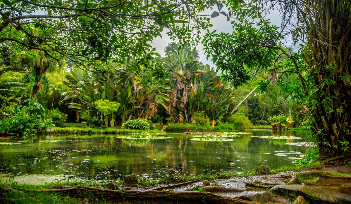 El calentamiento global acelerará las emisiones de CO2 de los suelos tropicales