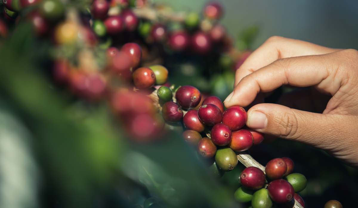 Buena Vista celebra el XIX Festival del Café y reúne a los productores en un encuentro técnico
