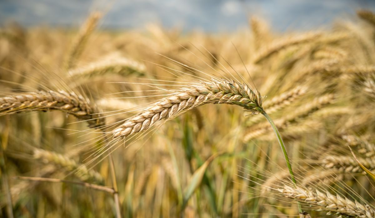 Un trigo que produce su propio fertilizante