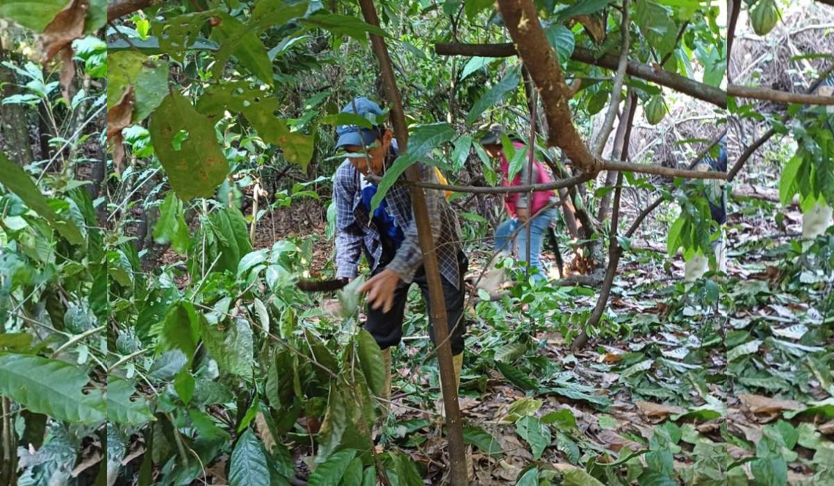 El cacao repunta tras una inundación y devuelve la esperanza a comunidades movima