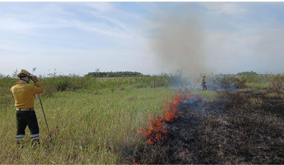 El fuego arrasa con la palma real en Porvenir y hay un nuevo incendio en Otuquis