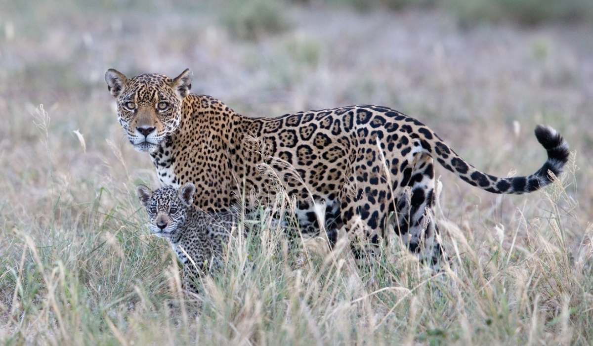 Kaaiyana, la fuerza y el amor de la naturaleza en fotos