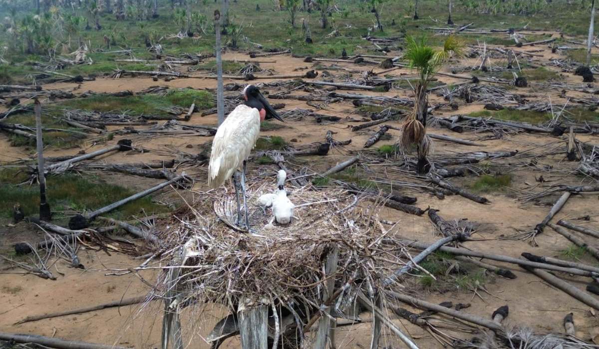 Porvenir continúa luchando contra el fuego, mientras la fauna se aferra a la vida