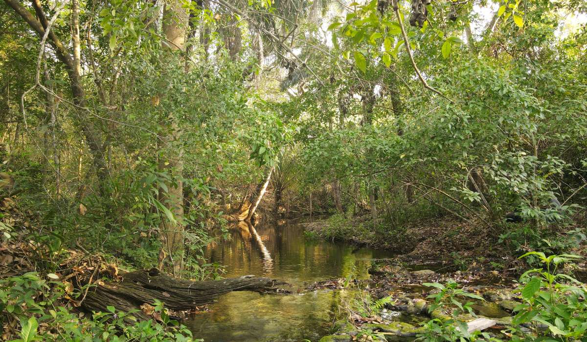 Las aves marcan la ruta para la conservación de la Serranía de Sunsas y la creación de un área protegida