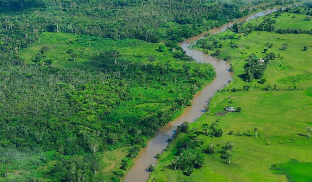 La deforestación mundial se ralentiza, pero los bosques siguen bajo presión