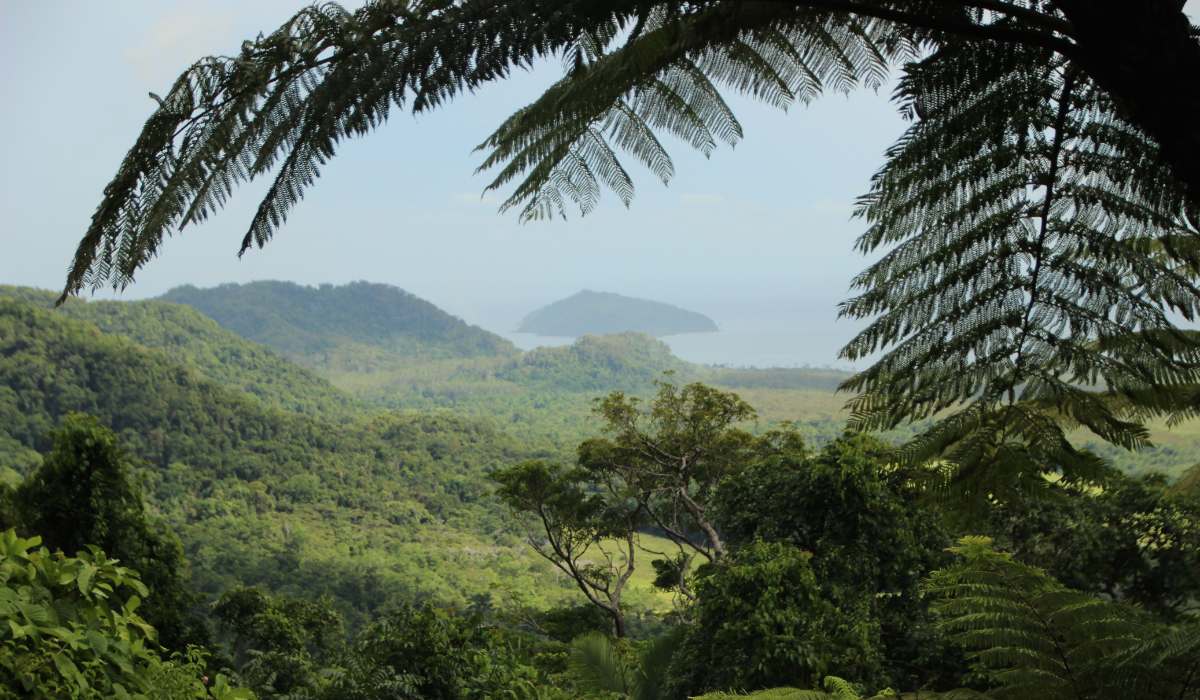 391 millones de hectáreas de bosques tropicales están en peligro en el mundo