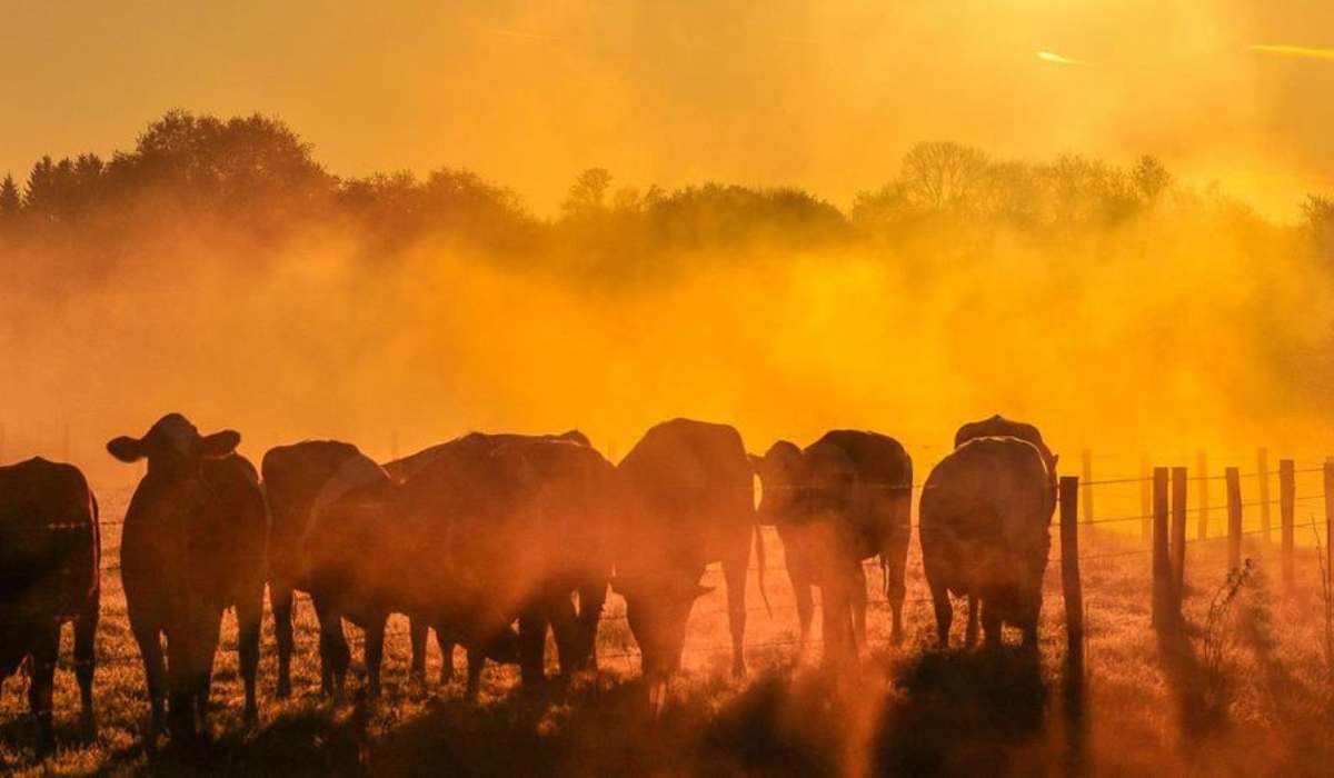 Avanza el cambio climático, 2025 será el segundo o tercer año más cálido jamás registrado