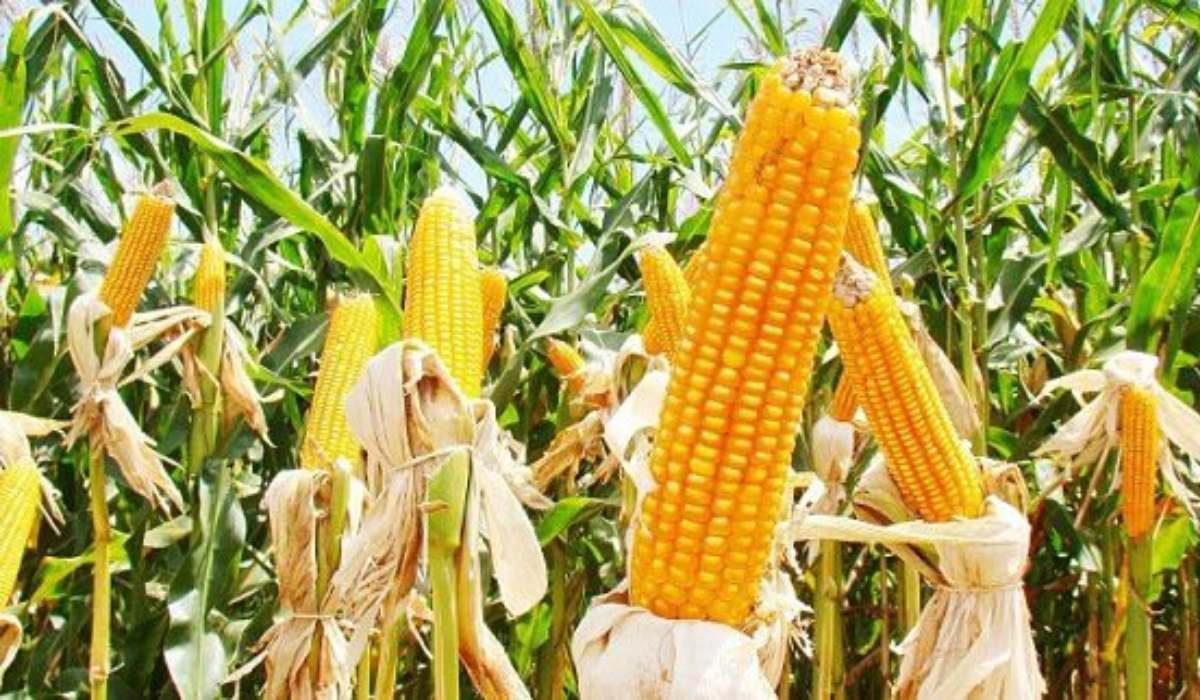 Maíz transgénico ya domina 83% de la producción, pero no mejora su rendimiento