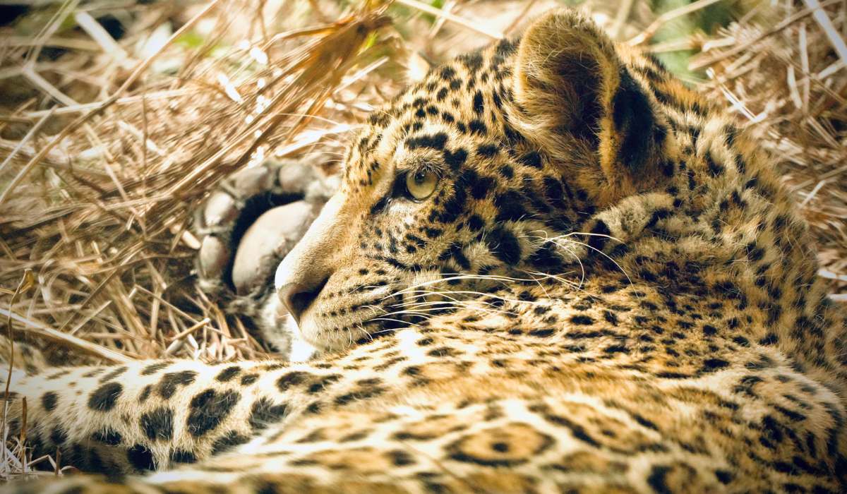 Yaguara lucha por retornar a su vida silvestre, la que, por ahora, truncan los incendios