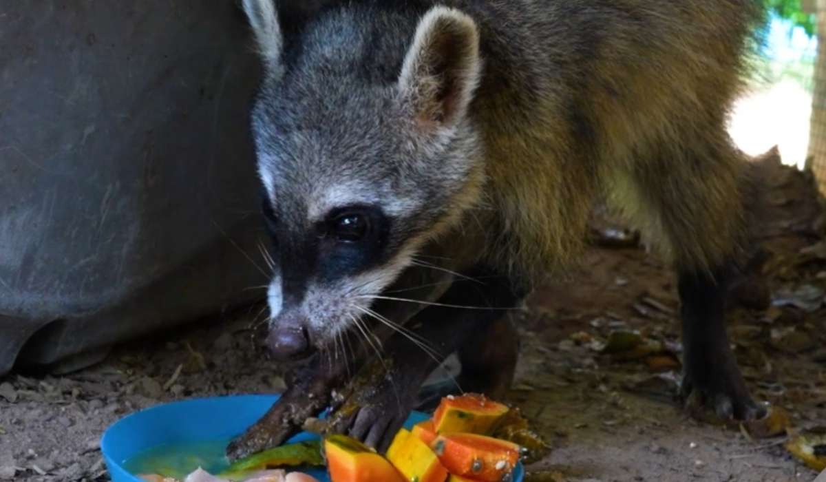 Luz, la osa lavador rescatada de los incendios de 2024, retornó a la vida silvestre