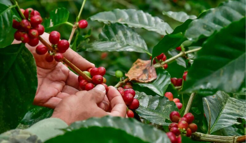El cambio climático amenaza el suministro mundial de café