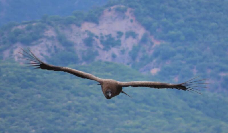 Impulsan nuevas leyes para fortalecer la protección del Cóndor Andino