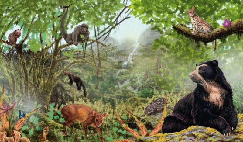 La fauna boliviana llega a las aulas: 84 mamíferos en un libro que impulsa su conservación