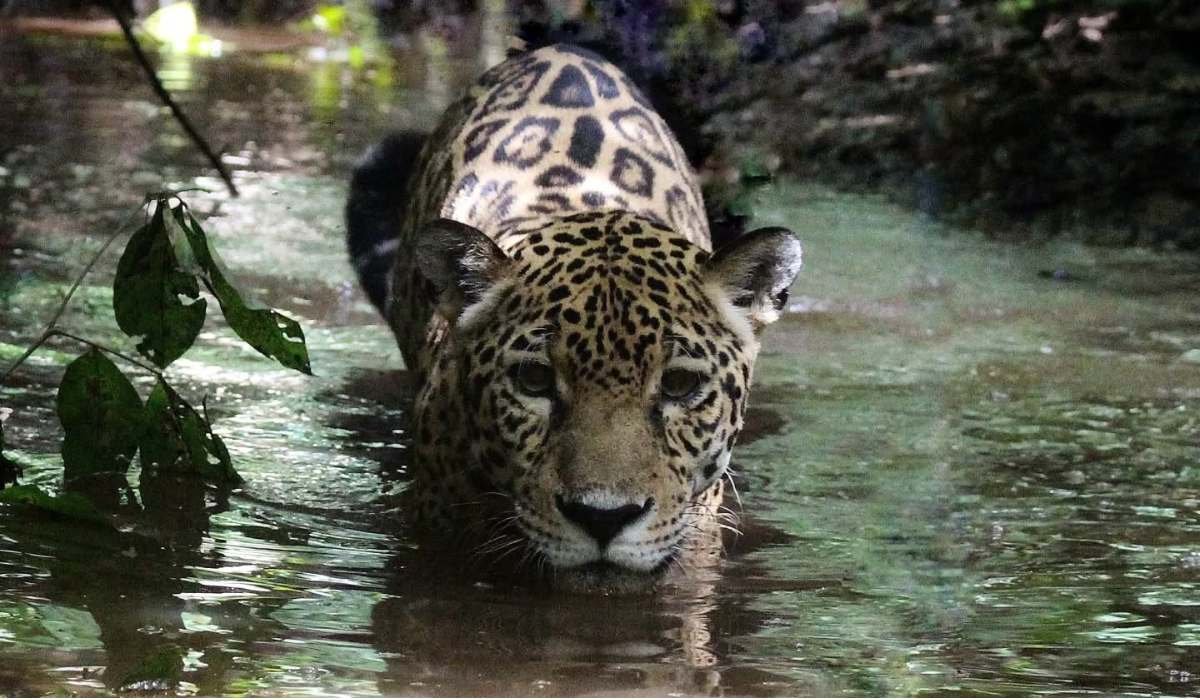 Ambue Ari le dice adiós a su reina Amira – Portal Verde