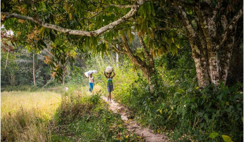 Bosques y economía: la riqueza natural que sostiene al mundo, pero está en riesgo y mantiene una deuda laboral