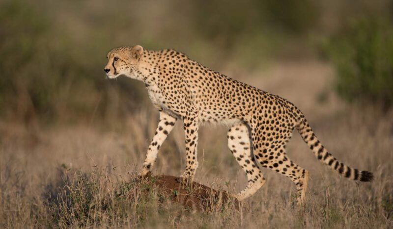 Del guepardo a la nutria: la ONU declara 40 nuevas especies protegidas