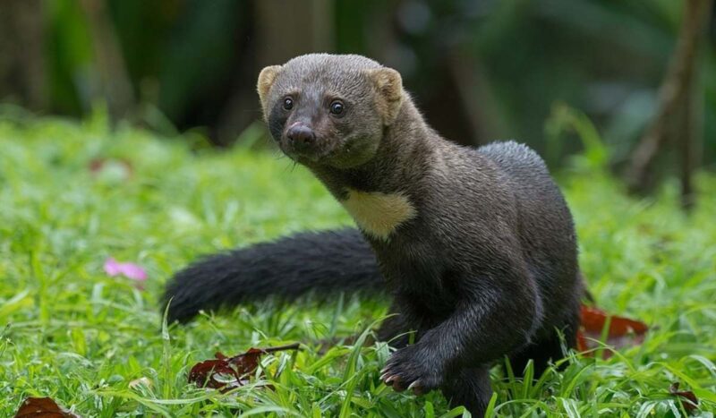 Hallazgo de un melero en la Reserva de Sama abre nuevas rutas de investigación sobre la especie en Tarija