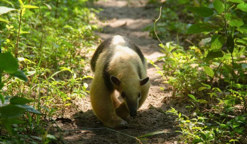 Pulgarcito, el oso melero que sobrevivió a los incendios de 2024, está de vuelta en su hábitat