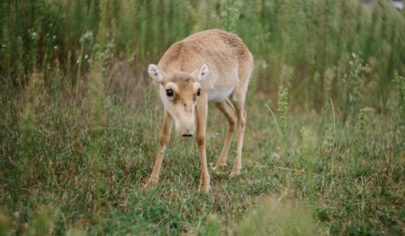 Al borde de la extinción: seis especies recuperadas por la restauración de los ecosistemas