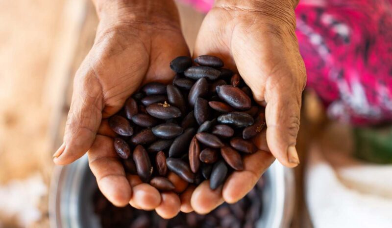 22 comunidades chiquitanas apuestan por los productos del bosque para asegurar un futuro sostenible