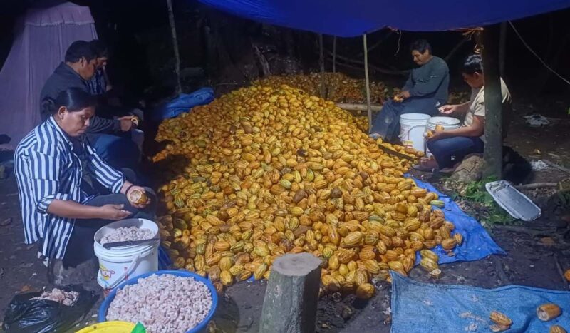 El plan de manejo comunitario multiplica la producción de cacao silvestre en la Isla Porvenir
