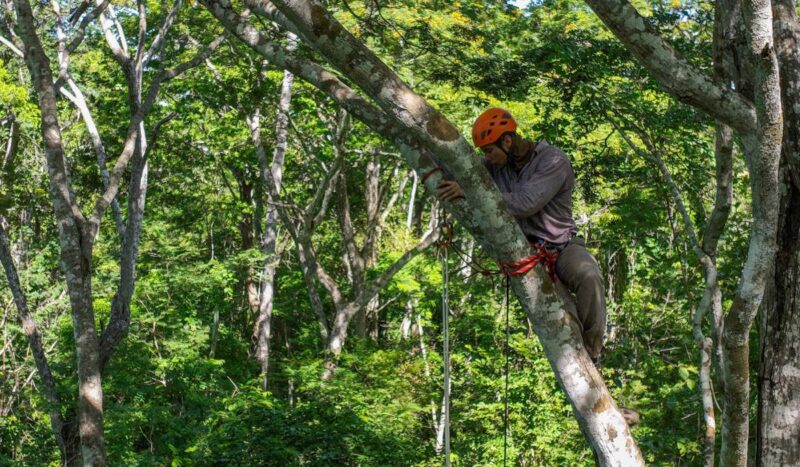 El techo del bosque chiquitano revela intensa vida nocturna y especies poco conocidas