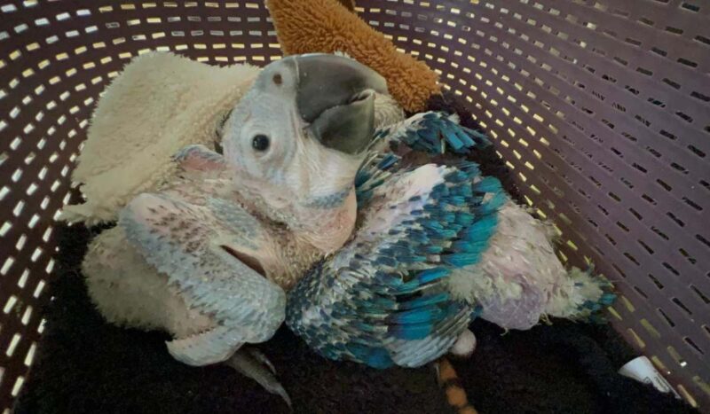 Gobernación y POFOMA rescatan 14 animales silvestres que eran comercializados ilegalmente en Warnes