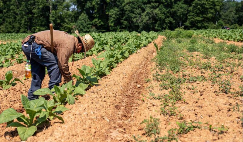 Biodiversidad, litio y carbono reconfiguran el nuevo mapa del desarrollo rural en América Latina