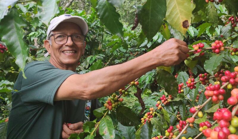 En las faldas del Amboró, la producción de café se consolida bajo modelos agroforestales