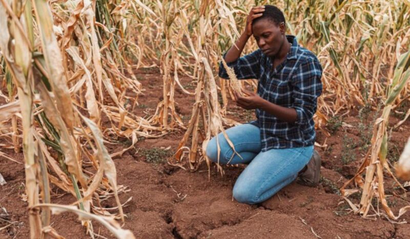 El calor extremo lleva a los sistemas agroalimentarios al límite