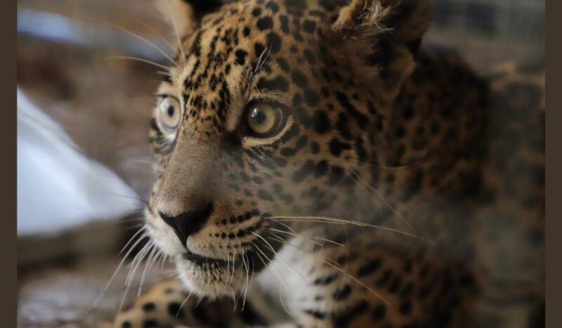 Senda Verde acoge a la cría de jaguar baleada con 92 perdigones