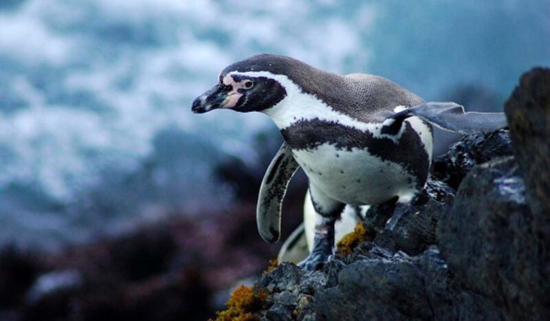 Científicos alertan por situación «dramática» del pingüino de Humboldt en Chile y Perú