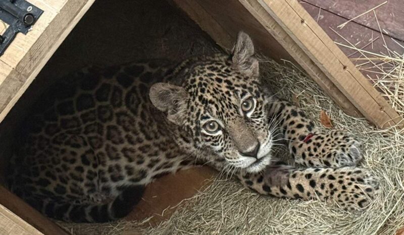 Shiva resiste y su historia revela el costo del tráfico de fauna en Bolivia