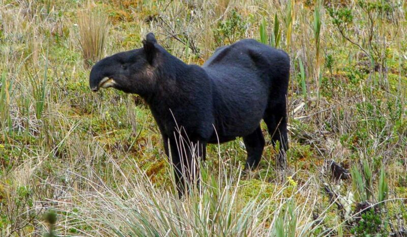 Día del Tapir: los esfuerzos para proteger a los guardianes elusivos de los bosques en tres países latinoamericanos