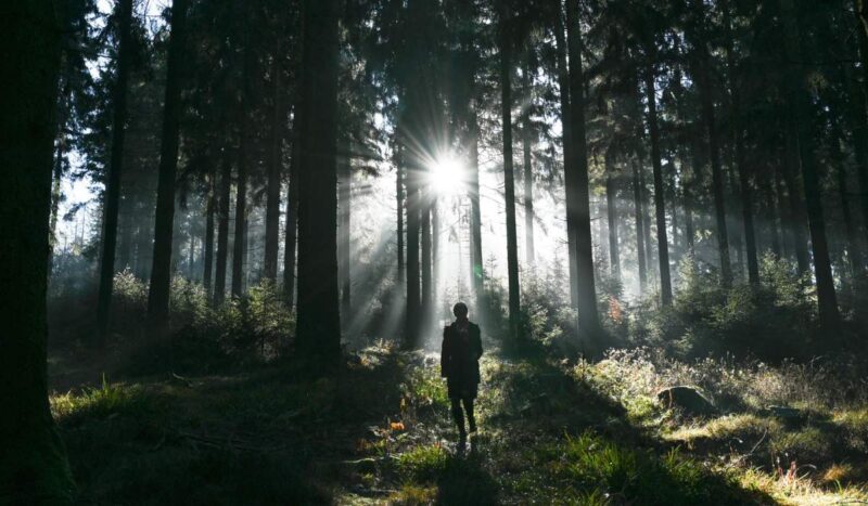 Sonidos de los bosques locales resultan relajantes para los alemanes