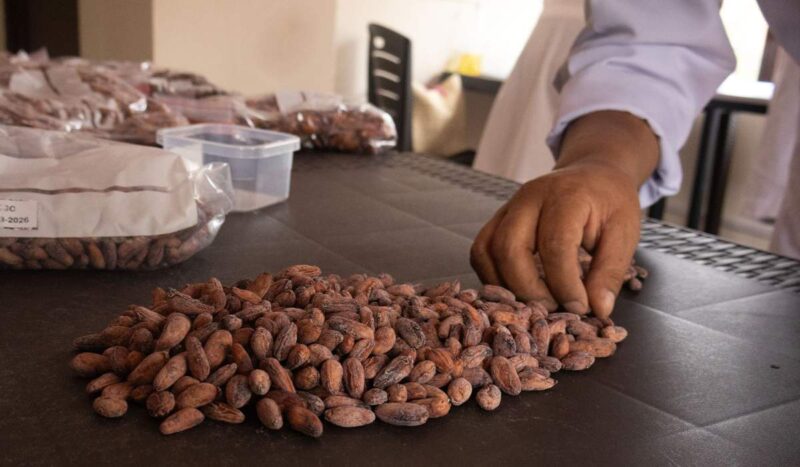 Una cata a ciegas eligió las 10 mejores muestras de cacao amazónico de Bolivia